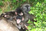 Chacma Baboons en route to Cape Point