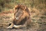 Big 5 - Lion