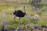 Ostrich - Cape Point Nature Reserve