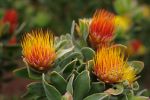 Pincushions - Kirstenbosch Botanical Gardens
