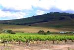 Stellenbosch Winelands
